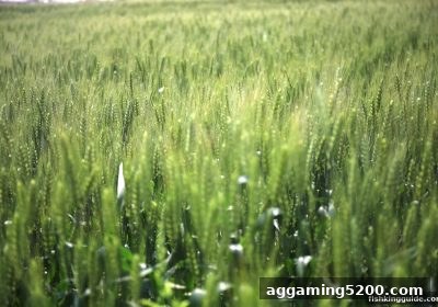 捕鱼王平台串关老用户专属福利与规则全解析