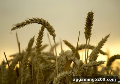 捕鱼王解读：百家乐首存返现与反水比例全攻略